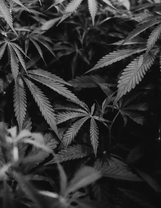 Image of cannabis growing